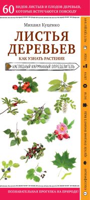 Листья деревьев. Как узнать растение