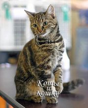 Коты и кошки